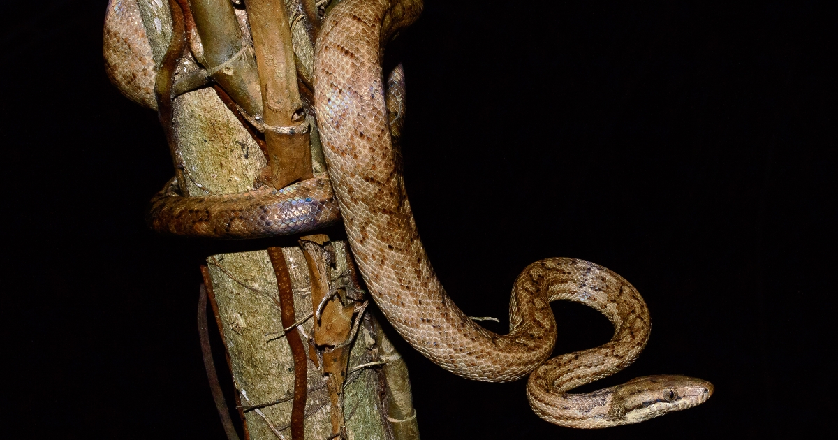 Proposed Removal of Puerto Rican Boa From The List of Endangered